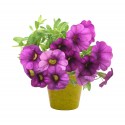 Petunia flower pot