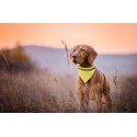 Bipols reflective dog's collar